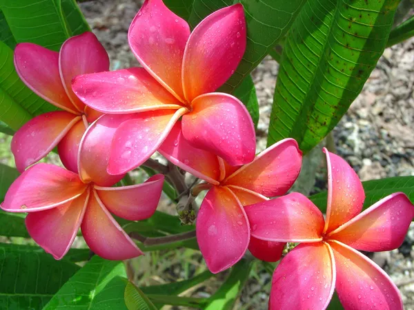 Kathchapa_(Deep_Pink)_Flowering_Plant_&_Tree_(1.5-3.5_Ft_Hight)_For_Home_Gardening_Hybrid