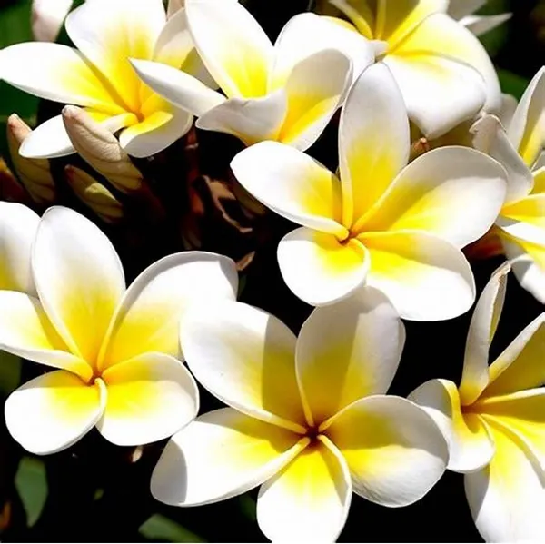 Thai_Grafted_lumeria_White_Flower_Plant