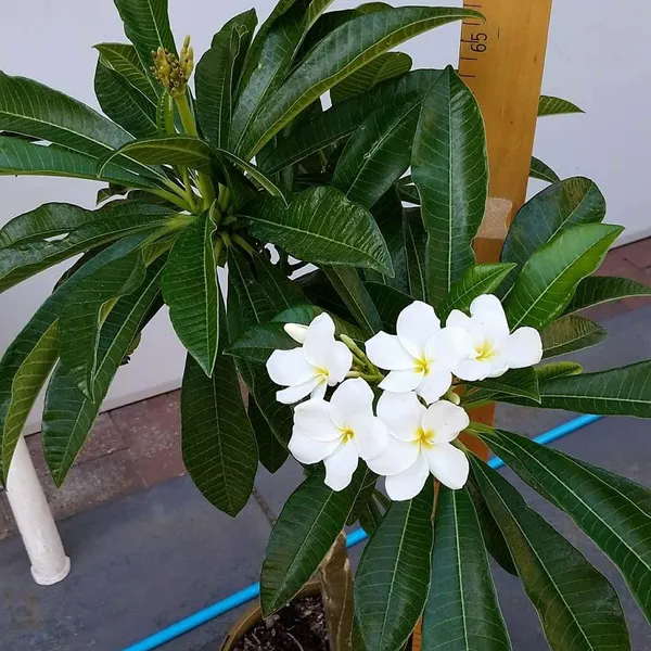 Thai_Grafted_lumeria_White_Flower_Plant