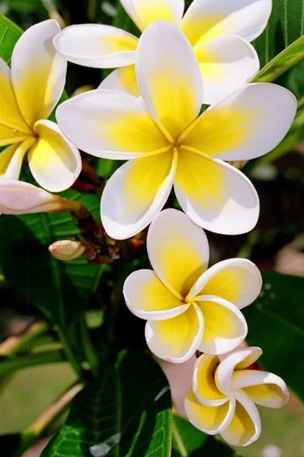 Thai_Grafted_lumeria_White_Flower_Plant