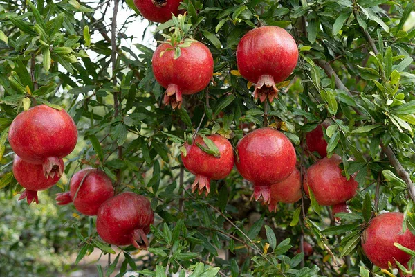 Red_Bhagwa_Pomegranate_Hybrid_Fruit_Plant_(1.5-3.5_Ft_Hight)_For_Sweet_Home_Garden,Well_Watered_Pomegranate_Healthy_Fruit_Plant_&_Tree_(Grafted)