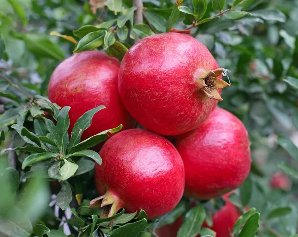 Russian_Hybrid_&_Healthy_Pomegranate_Fruit_Plant_Grafted
