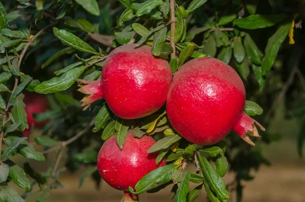 Russian_Hybrid_&_Healthy_Pomegranate_Fruit_Plant_Grafted