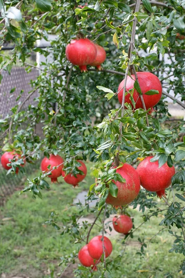 Russian_Hybrid_&_Healthy_Pomegranate_Fruit_Plant_Grafted