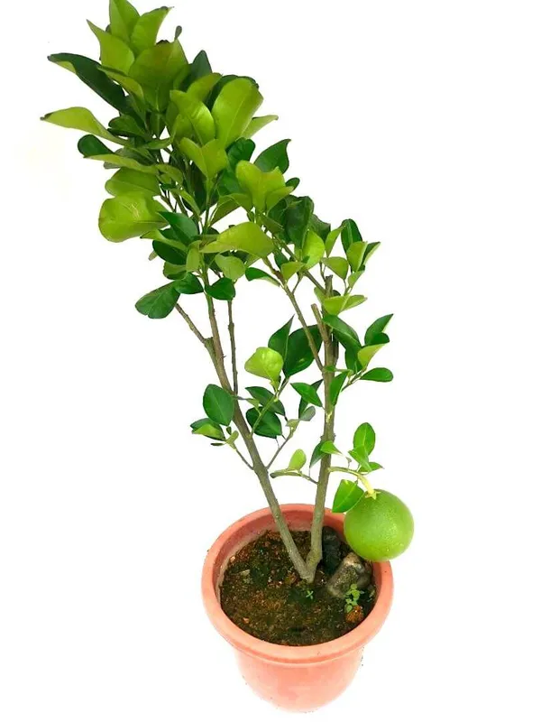 Pomelo_Hybrid_Fruit_Plant_&_Tree_(1.5-3.5_Ft_Hight)_For_Sweet_Home_Gardening_Pomelo_Healthy_Fruit_Plant