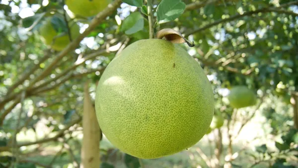 Pomelo_Hybrid_Fruit_Plant_&_Tree_(1.5-3.5_Ft_Hight)_For_Home_Gardening_Pomelo_Fruit_Plant_(Grafted)