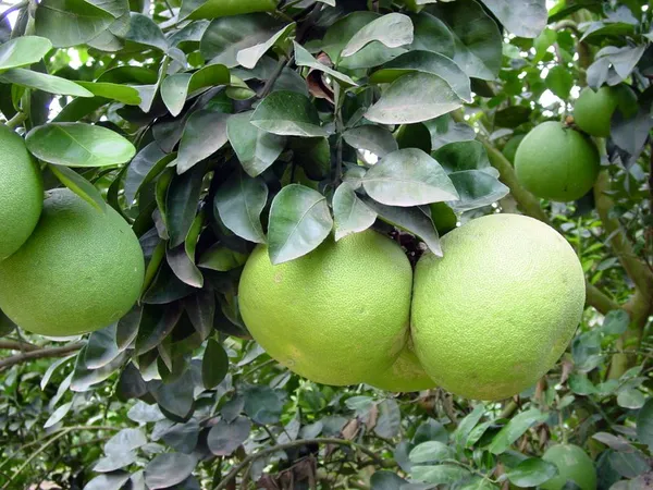 Pomelo_Hybrid_Fruit_Plant_&_Tree_(1.5-3.5_Ft_Hight)_For_Home_Gardening_Pomelo_Fruit_Plant_(Grafted)