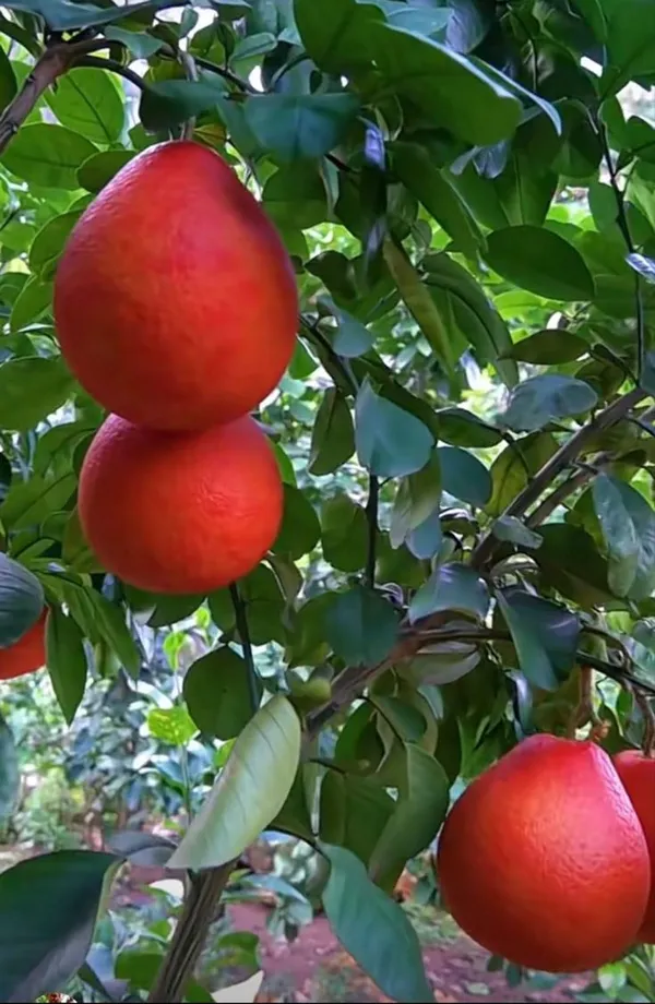 Thai_Red_Jambura_Pomelo_Gaint_Chakotra_Batabi_Lebu_Fruit_Grafted_ive_Plant_&_Tree__Hight_Of_The_Plant_2-2.5Ft