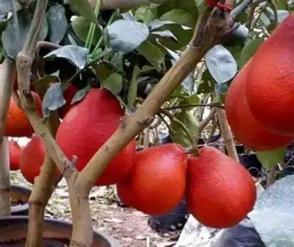 Thai_Red_Jambura_Pomelo_Gaint_Chakotra_Batabi_Lebu_Fruit_Grafted_ive_Plant_&_Tree__Hight_Of_The_Plant_2-2.5Ft