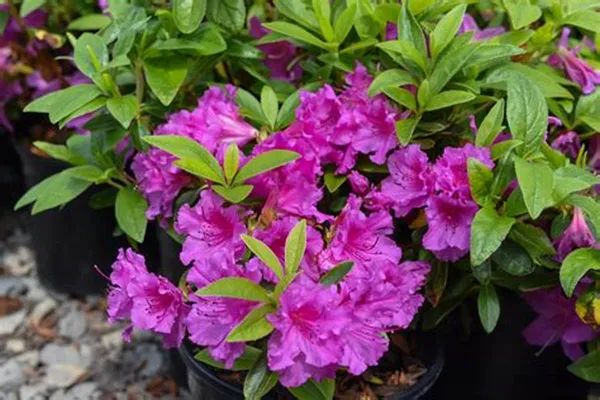 Purple_Azalea_Flower_Plant_&_Tree_(1.5-3.5_Ft_Hight)_For_Shrub/Bush/Home_Gardening_Hybrid
