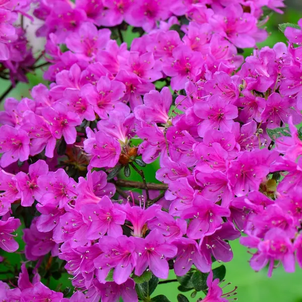 Purple_Azalea_Flower_Plant_&_Tree_(1.5-3.5_Ft_Hight)_For_Shrub/Bush/Home_Gardening_Hybrid