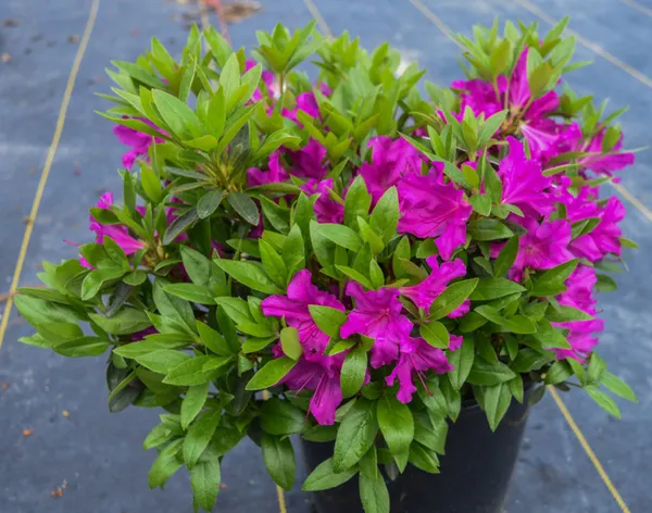 Purple_Azalea_Flower_Plant_&_Tree_(1.5-3.5_Ft_Hight)_For_Shrub/Bush/Home_Gardening_Hybrid