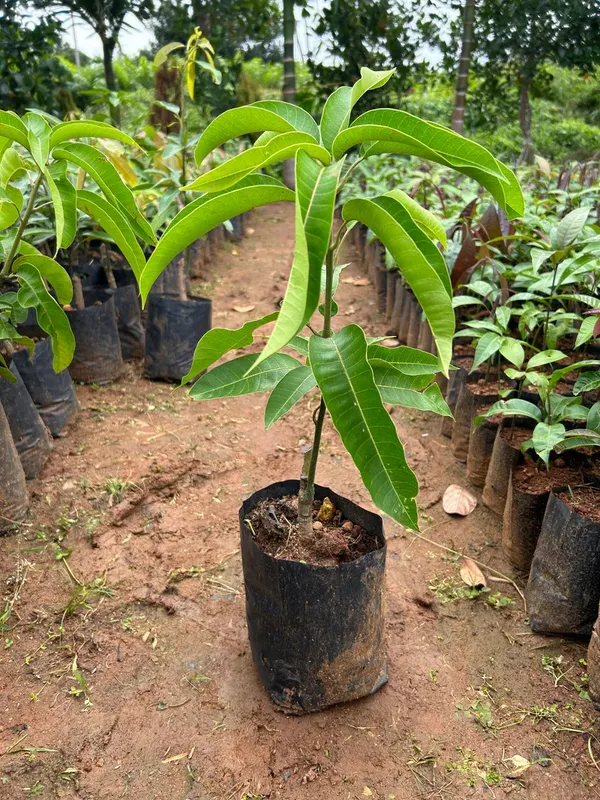 Super_Juice_Banana_Mango_(Grafted)_Fruit_Plant_&_Tree_For_Your_Home_Gardening_Dwarf__Variety_Banana_Mango_Plant_Hybrid