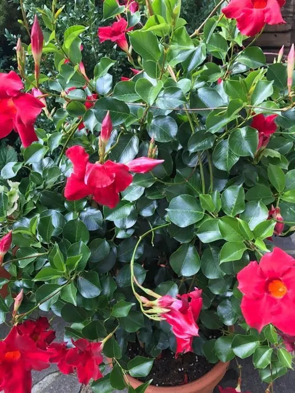 Red_Mandevilla_Flower_Plant__1_Year_Old_Plant