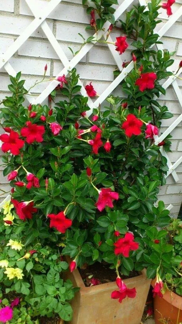 Red_Mandevilla_Flower_Plant__1_Year_Old_Plant