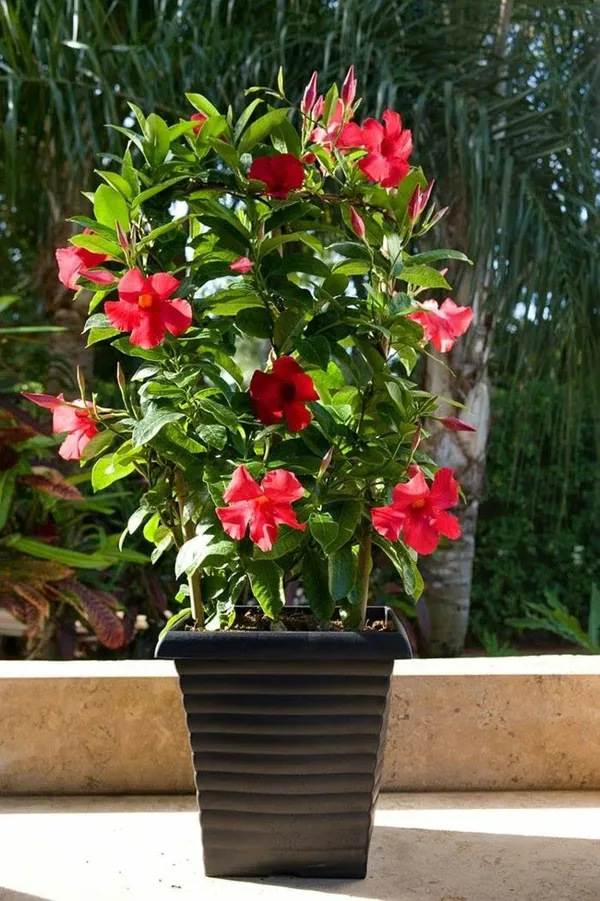 Red_Mandevilla_Flower_Plant__1_Year_Old_Plant