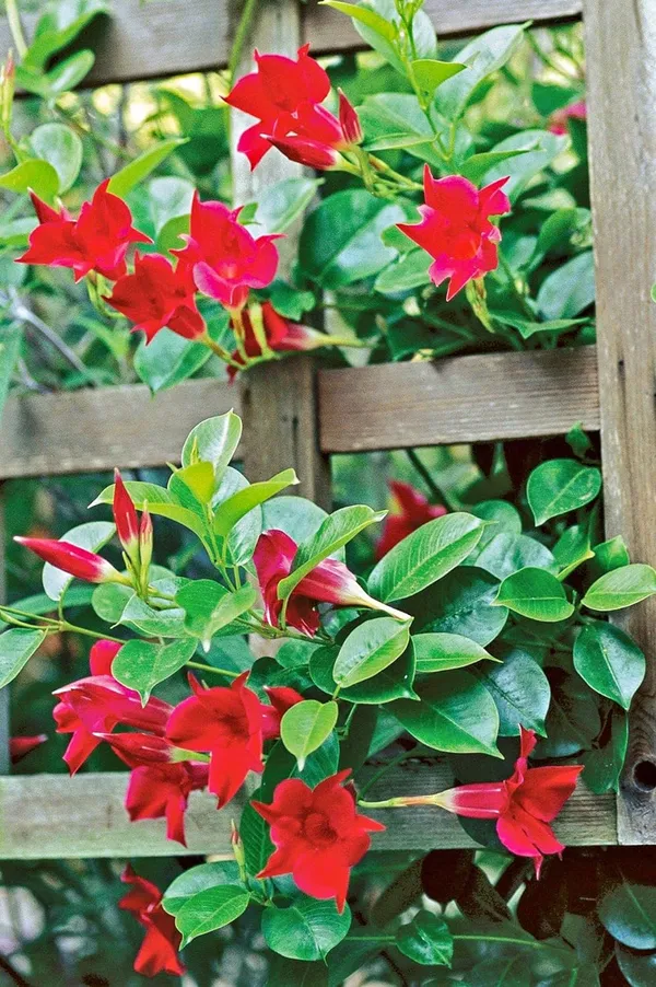 Red_Mandevilla_Flower_Plant__1_Year_Old_Plant