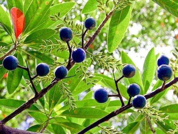 Rudraksha_Plant_Original_Nepal_Varity