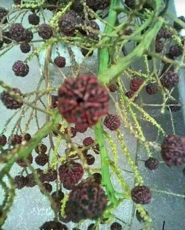 Rudraksha_Plant_Original_Nepal_Varity