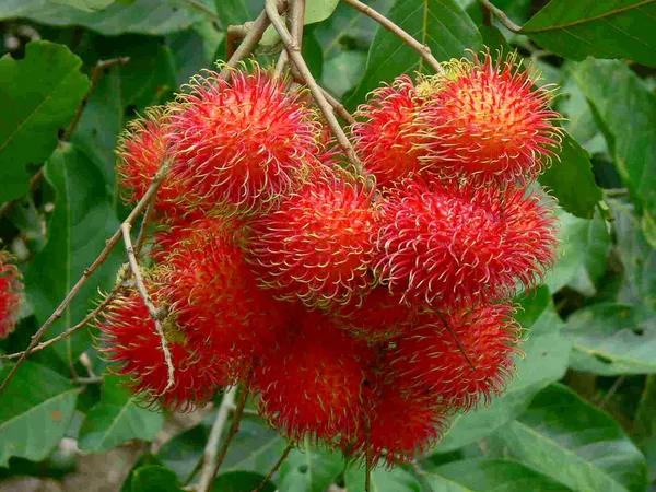 Rambutan_Healthy_Fruit_Plant