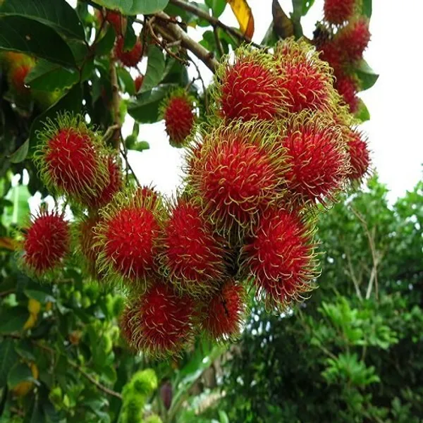 Rambutan_Healthy_Fruit_Plant