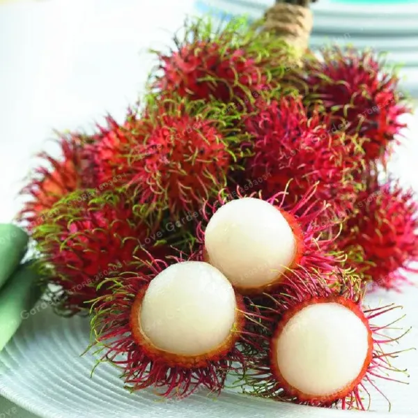 Rambutan_Healthy_Fruit_Plant