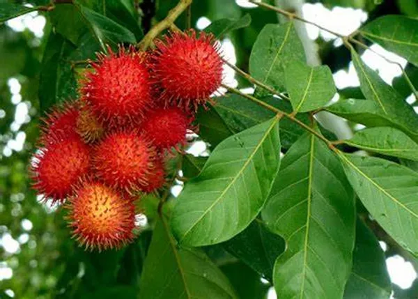 Rambutan_Healthy_Fruit_Plant