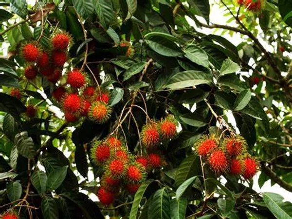 Rambutan_Healthy_Fruit_Plant