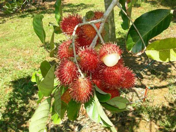 Rambutan_Healthy_Fruit_Plant