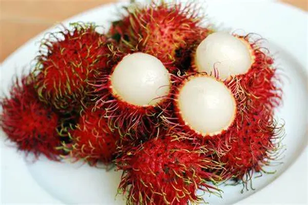 Rambutan_Healthy_Fruit_Plant_&_Tree_(1.5-3.5_Ft_Hight)_For_Home_Gardening_Rambutan_Hybrid_Plant