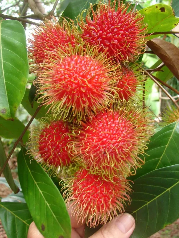 Rambutan_Healthy_Fruit_Plant_&_Tree_(1.5-3.5_Ft_Hight)_For_Home_Gardening_Rambutan_Hybrid_Plant