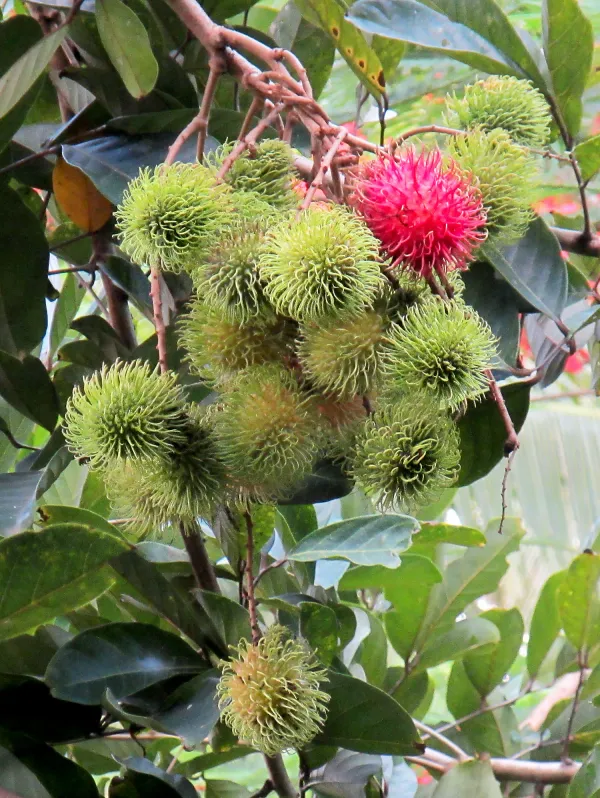 Rambutan_Healthy_Fruit_Plant_&_Tree_(1.5-3.5_Ft_Hight)_For_Home_Gardening_Rambutan_Hybrid_Plant