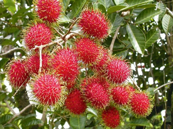Rambutan_Healthy_Fruit_Plant_&_Tree_(1.5-3.5_Ft_Hight)_For_Home_Gardening_Rambutan_Hybrid_Plant