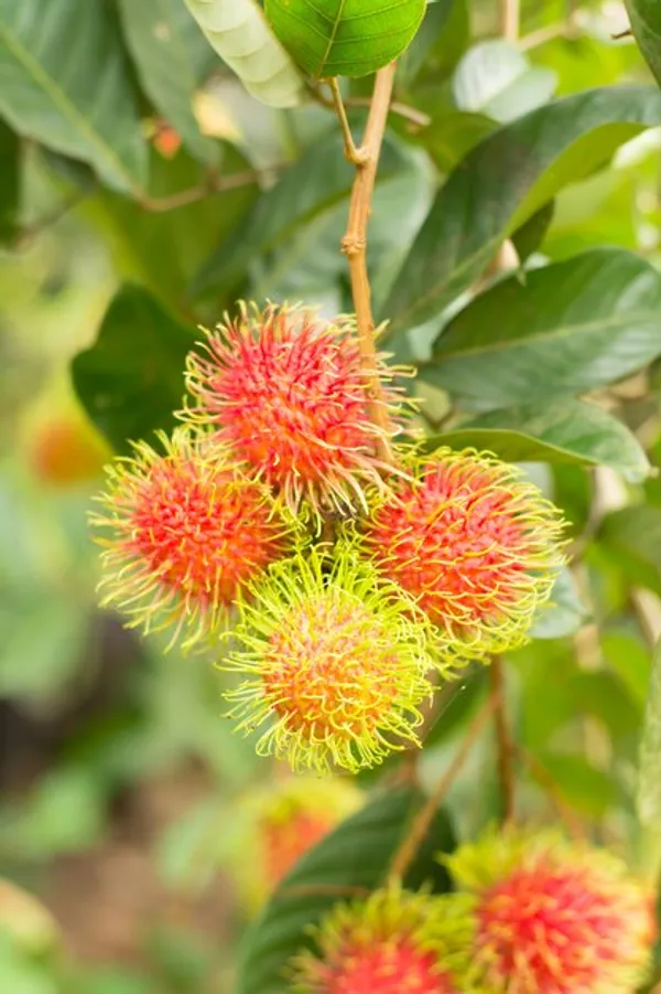 Rambutan_Healthy_Fruit_Plant_&_Tree_(1.5-3.5_Ft_Hight)_For_Home_Gardening_Rambutan_Hybrid_Plant