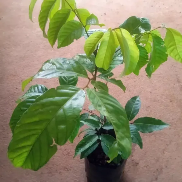 Rambutan_Healthy_Fruit_Plant_&_Tree_(1.5-3.5_Ft_Hight)_For_Home_Gardening_Rambutan_Hybrid_Plant