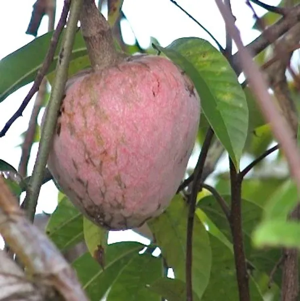 Ramphal_Healthy_&_Hybrid_Fruit_Plant