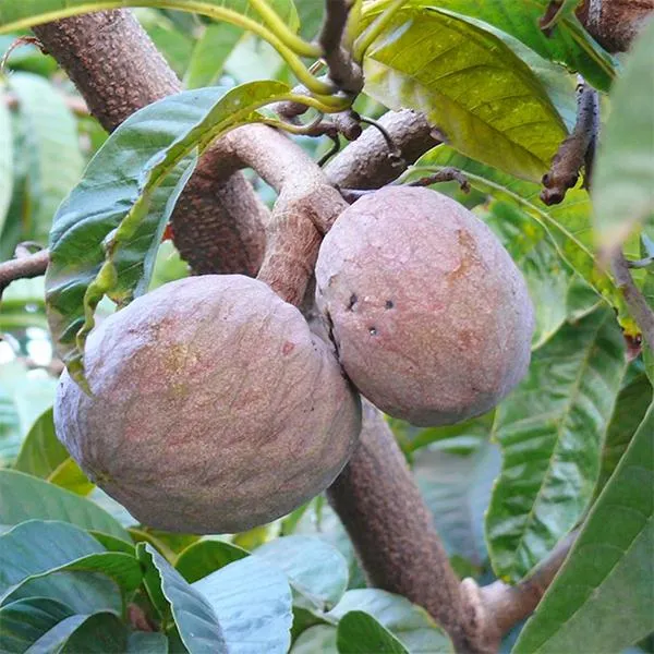 Ramphal_Healthy_&_Hybrid_Fruit_Plant