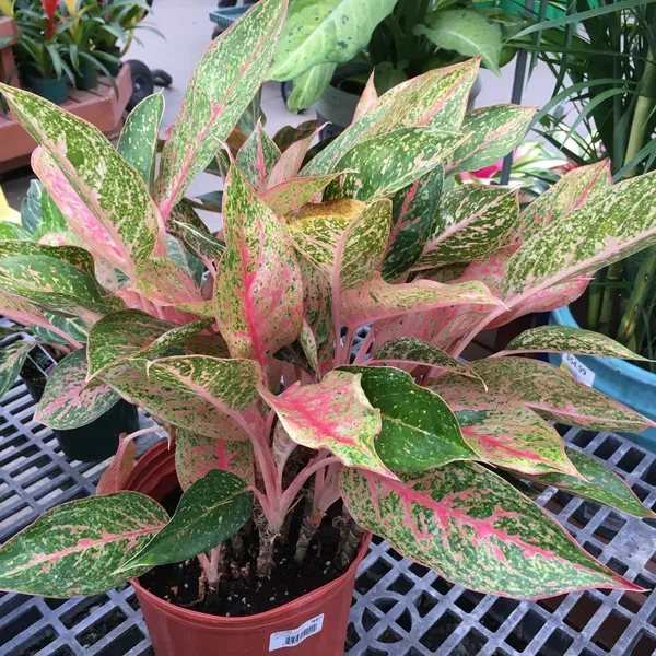 Red_Aglaonema_(Air_Purifying)_Indoor_Plant_(1.5-3.5_Ft_Hight)_For_Home_Decoration_&_Gardening_Hybrid