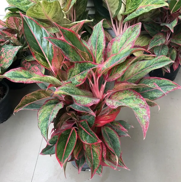 Red_Aglaonema_(Air_Purifying)_Indoor_Plant_(1.5-3.5_Ft_Hight)_For_Home_Decoration_&_Gardening_Hybrid