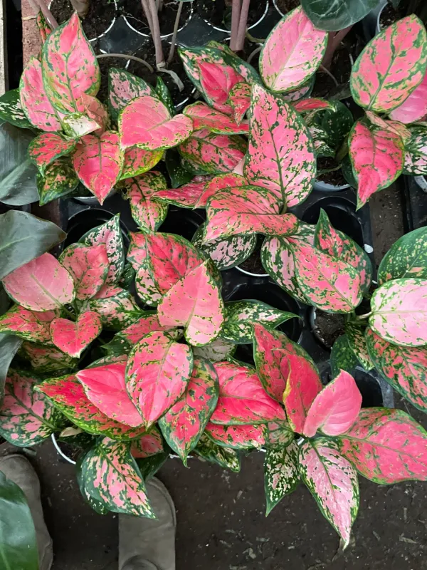 Red_Aglaonema_(Air_Purifying)_Indoor_Plant_(1.5-3.5_Ft_Hight)_For_Home_Decoration_&_Gardening_Hybrid