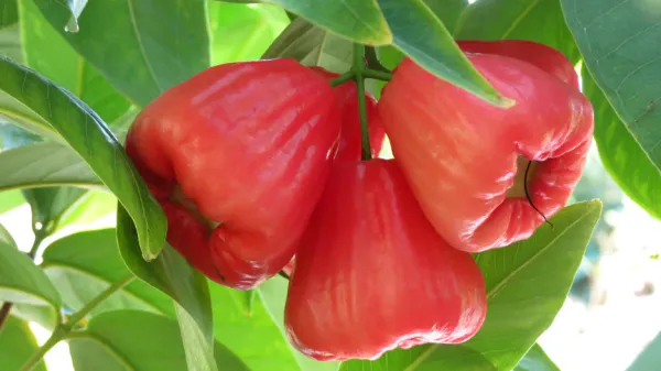 Grafted_ed_Apple_Jamrul_|Wax_Apple|Water_Apple_Hybrid_Fruit_Plant