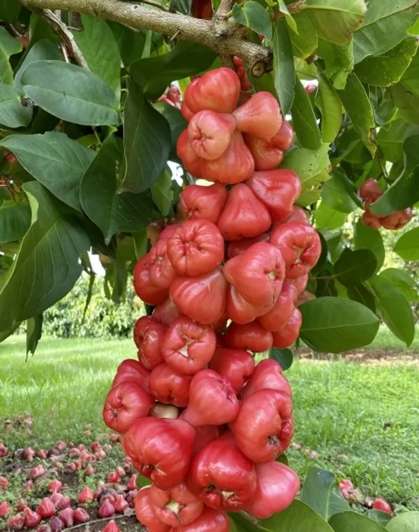 Grafted_ed_Apple_Jamrul_|Wax_Apple|Water_Apple_Hybrid_Fruit_Plant