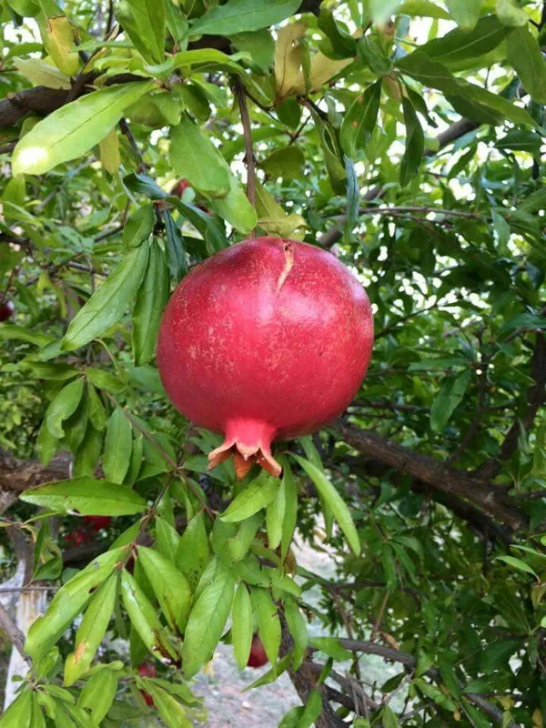 Red_Bhagwa_Delicious_Pomegranate_Fruit_Plant_&_Tree_(1.5-3.5_Ft_Plant_Hight)_For_Sweet_Home_Garden_Hybrid