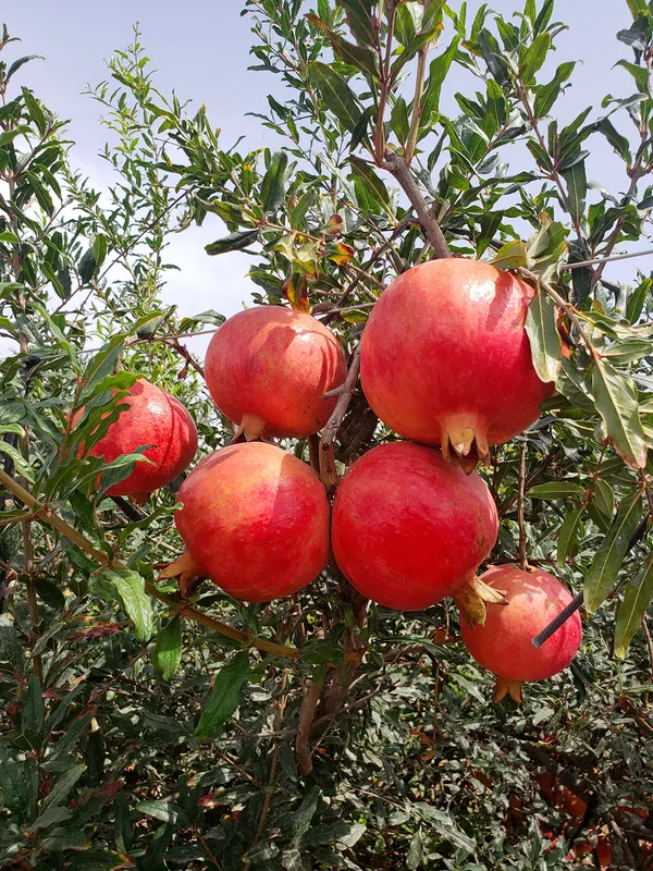 Red_Bhagwa_Delicious_Pomegranate_Fruit_Plant_&_Tree_(1.5-3.5_Ft_Plant_Hight)_For_Sweet_Home_Garden_Hybrid