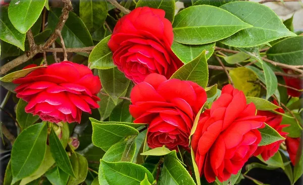 Red_Camellia_Flower_Plant_&_Tree_(1.5-3.5_Ft_Hight)_For_Shrub|Bush|Home_Gardening_Camellia_Flower_Plant_Hybrid