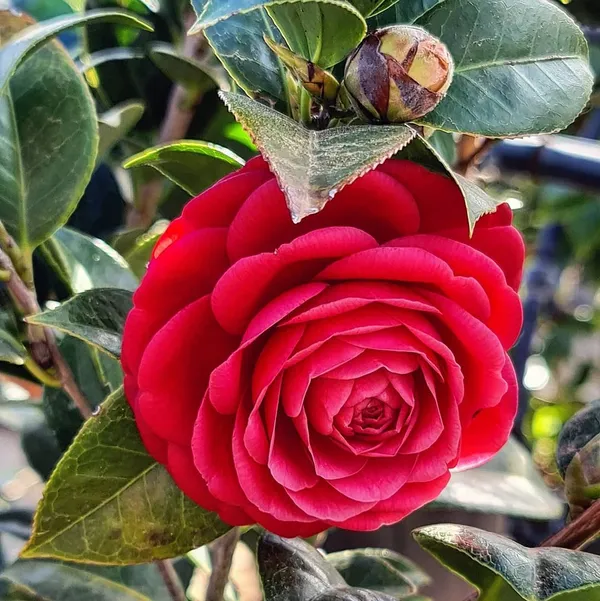 Red_Camellia_Flower_Plant_&_Tree_(1.5-3.5_Ft_Hight)_For_Shrub|Bush|Home_Gardening_Camellia_Flower_Plant_Hybrid