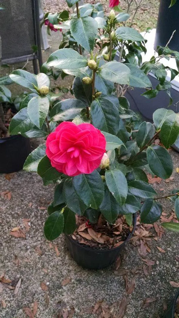 Red_Camellia_Flower_Plant_&_Tree_(1.5-3.5_Ft_Hight)_For_Shrub|Bush|Home_Gardening_Camellia_Flower_Plant_Hybrid