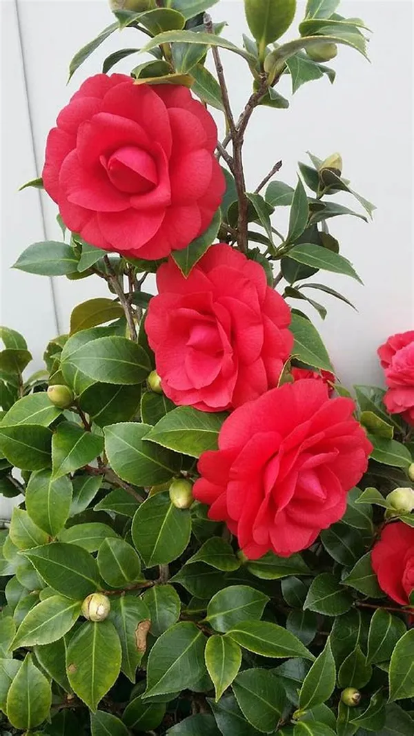 Red_Camellia_Flower_Plant_&_Tree_(1.5-3.5_Ft_Hight)_For_Shrub|Bush|Home_Gardening_Camellia_Flower_Plant_Hybrid