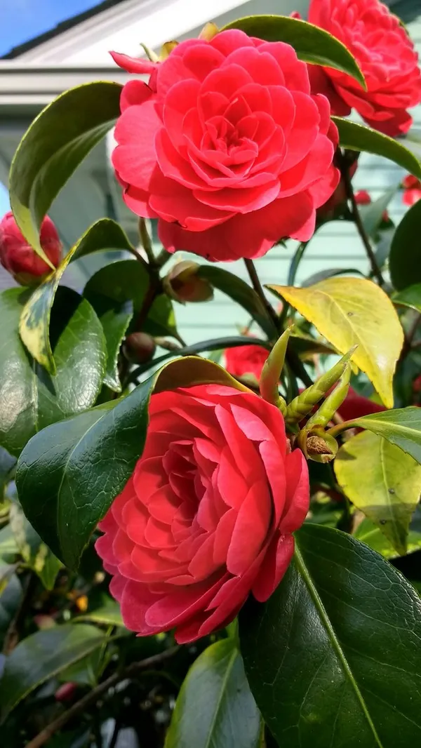 Red_Camellia_Flower_Plant_&_Tree_(1.5-3.5_Ft_Hight)_For_Shrub|Bush|Home_Gardening_Camellia_Flower_Plant_Hybrid