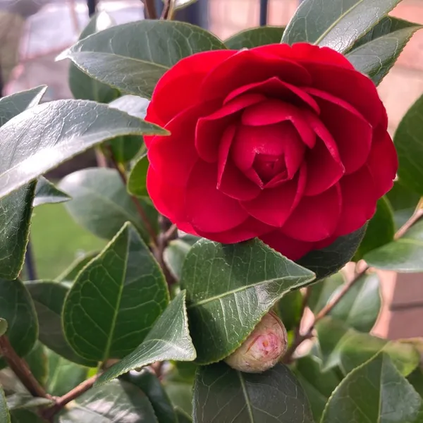 Red_Camellia_Flower_Plant_&_Tree_(1.5-3.5_Ft_Hight)_For_Shrub|Bush|Home_Gardening_Camellia_Flower_Plant_Hybrid
